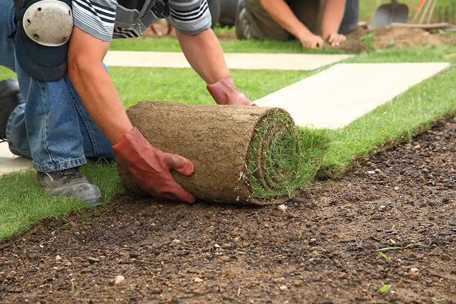 How long after installing sod can you walk on it Hillsboro, OR