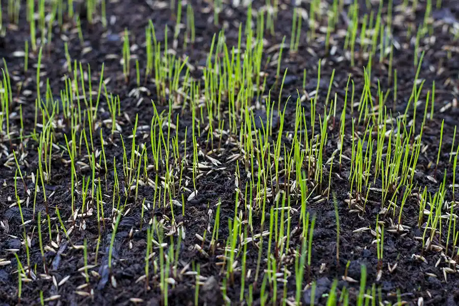 How often should you fertilize your lawn in Hillsboro, OR